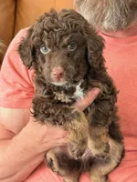 Chocolate Phantom F1BB MINI- GORGEOUS!!!, a male Miniature Goldendoodle for sale in Tulsa, OK – Photo 1 of 5