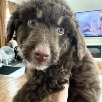 Chocolate Phantom F1BB MINI- GORGEOUS!!!, a male Miniature Goldendoodle for sale in Tulsa, OK – Photo 5 of 5