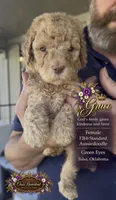 GRACE - F2bb- Beautiful Cream with Green Eyes , a female Goldendoodle and Poodle - Standard  for sale in Tulsa, OK – 3 of 4