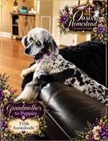 Beautiful Red F2bb DoodleSo SWeet- W@W, a female Aussiedoodle and Poodle - Standard  for sale in Tulsa, OK – 6 of 10