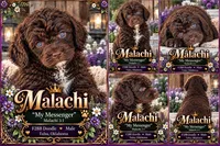 Deep Dark Chocolate male F2bb , a female Goldendoodle and Poodle - Standard  for sale in Tulsa, OK – 5 of 6