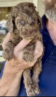 Beautiful Red/Chocolate Merle F2bb-Marble Blue Eyes, a female Goldendoodle and Poodle - Standard  for sale in Tulsa, OK – 2 of 8