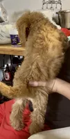 Gorgeous Red FemaleSo so sweet, a female Goldendoodle and Poodle - Standard  for sale in Tulsa, OK – 7 of 8