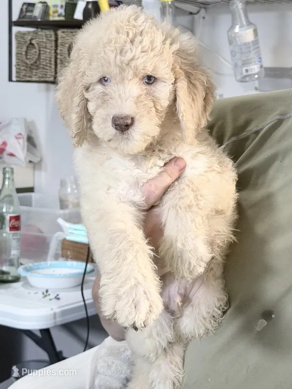 Crystal Double Blue Eyes F2bb- He is a STUNNER! – Goldendoodle, Poodle - Standard  puppy for sale in Tulsa, OK