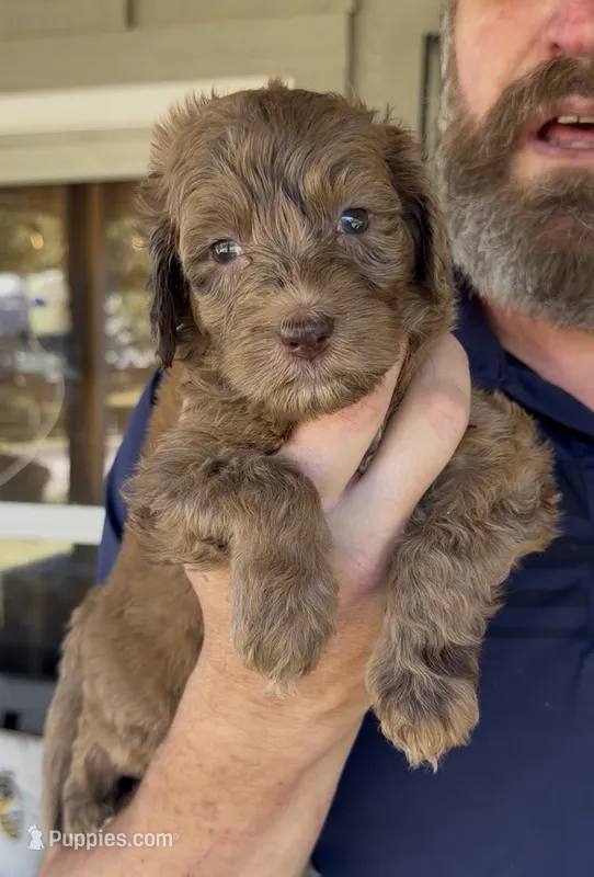 Beautiful Red/Chocolate Merle- PRICE DROPPED – Goldendoodle, Poodle - Standard  puppy for sale in Tulsa, OK