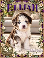 ELIJAH- AMAZING Crystal Double Blue eyes - F2b, a male Goldendoodle and Poodle - Standard  for sale in Tulsa, OK – 4 of 7