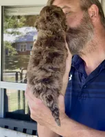 F2bb Red/ Chocolate Merle Male-Marble Blue Eyes, a female Aussiedoodle and Poodle - Standard  for sale in Tulsa, OK – 4 of 7