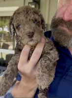 Gorgeous Double Blue Eyed Chocolate Merle- F2bb, a female Goldendoodle and Poodle - Standard  for sale in Tulsa, OK – 4 of 9