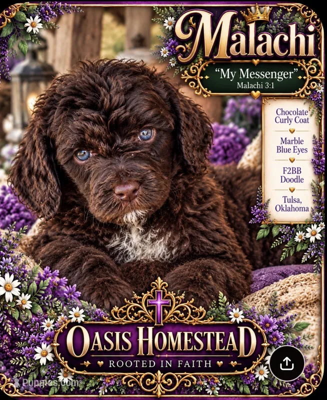 Malachi - Chocolate F2bb – Goldendoodle, Poodle - Standard  puppy for sale in Tulsa, OK