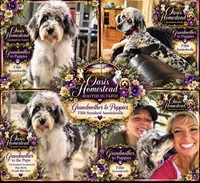 F2bb Super Curly Black Female- GORGEOUS , a female Aussiedoodle and Poodle - Standard  for sale in Tulsa, OK – 7 of 8