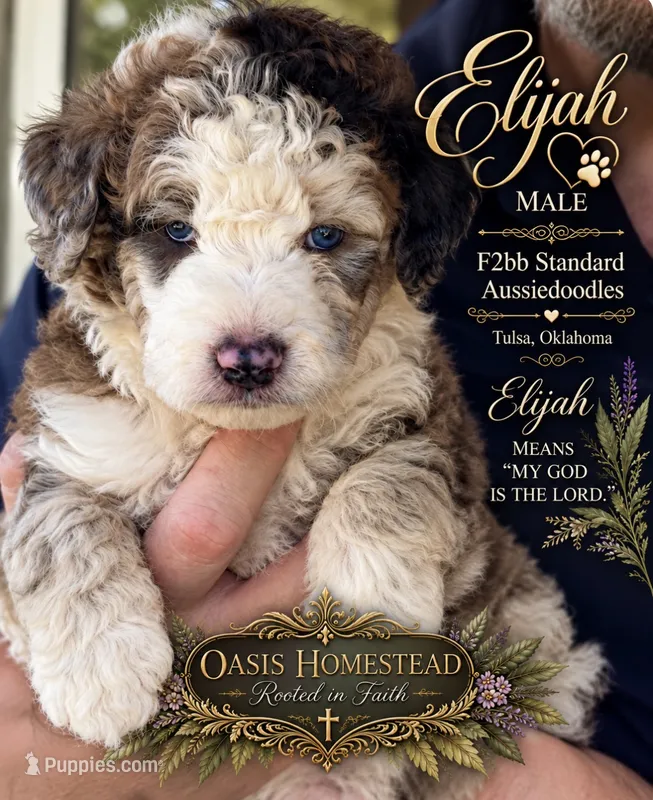 ELiJAH- Most Beautiful Crystal Blue Eyed Doodle Ever – Aussiedoodle, Poodle - Standard  puppy for sale in Tulsa, OK