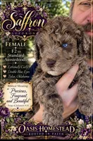 Gorgeous Double Blue Eyed Chocolate Merle- F2bb, a female Goldendoodle and Poodle - Standard  for sale in Tulsa, OK – 7 of 9
