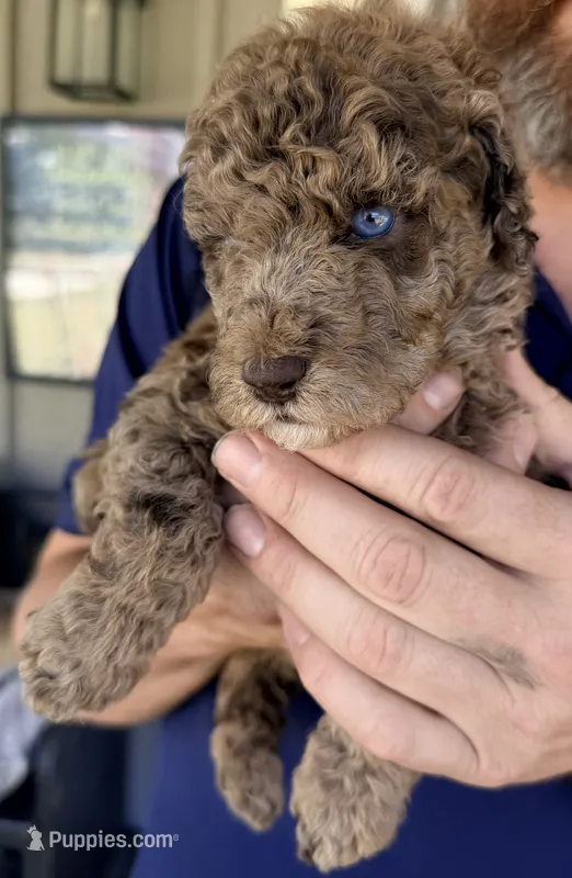 Sefferon-F2b - Crystal Blue Double Eyes – Aussiedoodle, Poodle - Standard  puppy for sale in Tulsa, OK