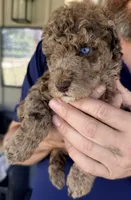 Sefferon-F2bb - Crystal Blue Double Eyes, a female Aussiedoodle and Poodle - Standard  for sale in Tulsa, OK – 1 of 10
