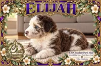 ELiJAH- Most Beautiful Crystal Blue Eyed Doodle Ever, a male Aussiedoodle and Poodle - Standard  for sale in Tulsa, OK – 3 of 6