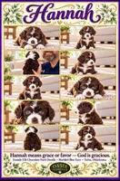 Hannah- Chocolate Parti-Marble Blue eyes F2b- TINY GIRL , a female Goldendoodle and Poodle - Standard  for sale in Tulsa, OK – 8 of 8