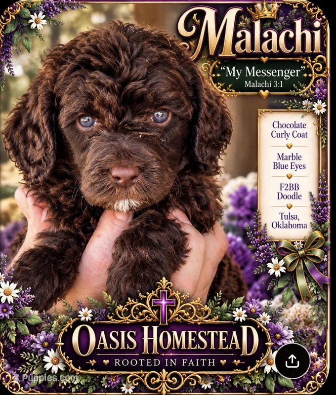 Deep Dark Chocolate male F2bb  – Goldendoodle, Poodle - Standard  puppy for sale in Tulsa, OK
