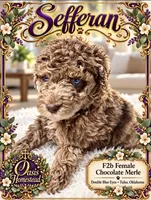 Sefferon-F2b - Crystal Blue Double Eyes, a female Aussiedoodle and Poodle - Standard  for sale in Tulsa, OK – 5 of 7