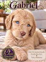 Crystal Double Blue Eyes F2b, a male Goldendoodle and Poodle - Standard  for sale in Tulsa, OK – 1 of 6