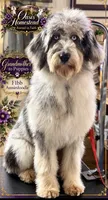 F2bb Beautiful Cream Female with Chocolate undertone Green eyes , a female Aussiedoodle and Poodle - Standard  for sale in Tulsa, OK – 9 of 10