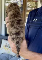 Beautiful Red/Chocolate Merle F2bb-Marble Blue Eyes, a female Goldendoodle and Poodle - Standard  for sale in Tulsa, OK – 7 of 8