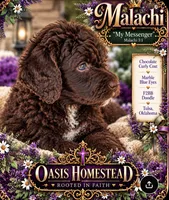 Deep Dark Chocolate male F2bb , a female Goldendoodle and Poodle - Standard  for sale in Tulsa, OK – 4 of 6