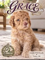 F2b Beautiful Cream Female with Chocolate undertone Green eyes , a female Aussiedoodle and Poodle - Standard  for sale in Tulsa, OK – 2 of 4