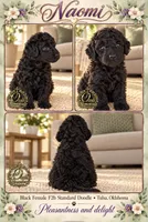 F2b Super Curly Black Female- GORGEOUS , a female Aussiedoodle and Poodle - Standard  for sale in Tulsa, OK – 4 of 4