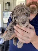 Sefferon-F2bb - Crystal Blue Double Eyes, a female Aussiedoodle and Poodle - Standard  for sale in Tulsa, OK – 3 of 10