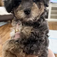 BLUE EYES - MY KEEPER - F1BB - W@@@W !!!, a female Miniature Aussiedoodle for sale in Tulsa, OK – Photo 2 of 6