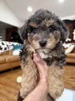 BLUE EYES - MY KEEPER - F1BB - W@@@W !!!, a female Miniature Aussiedoodle for sale in Tulsa, OK – Photo 1 of 6