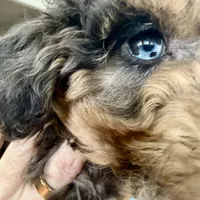 BLUE EYES - MY KEEPER - F1BB - W@@@W !!!, a female Miniature Aussiedoodle for sale in Tulsa, OK – Photo 4 of 6