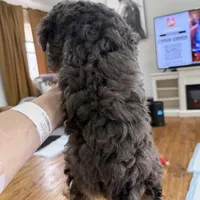 BLUE EYES - MY KEEPER - F1BB - W@@@W !!!, a female Miniature Aussiedoodle for sale in Tulsa, OK – Photo 3 of 6