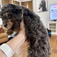 BLUE EYES - MY KEEPER - F1BB - W@@@W !!!, a female Miniature Aussiedoodle for sale in Tulsa, OK – Photo 5 of 6