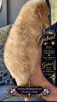 Crystal Double Blue Eyes F2bb- He is a STUNNER!, a male Goldendoodle and Poodle - Standard  for sale in Tulsa, OK – 5 of 8