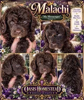 Deep Dark Chocolate male F2bb , a female Goldendoodle and Poodle - Standard  for sale in Tulsa, OK – 6 of 6