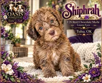 Beautiful Red/Chocolate Merle -F2b , a female Goldendoodle and Poodle - Standard  for sale in Tulsa, OK – 1 of 2