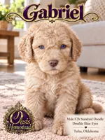 Crystal Double Blue Eyes F2b, a male Goldendoodle and Poodle - Standard  for sale in Tulsa, OK – 3 of 6