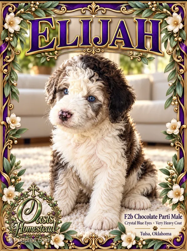 ELIJAH- AMAZING Crystal Double Blue eyes - F2b – Goldendoodle, Poodle - Standard  puppy for sale in Tulsa, OK