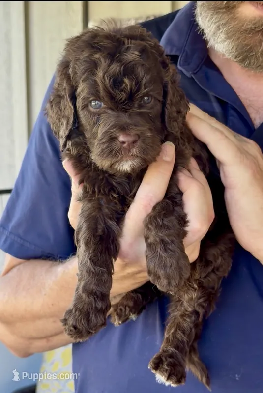 Deep Dark Chocolate male F2bb  – Goldendoodle, Poodle - Standard  puppy for sale in Tulsa, OK