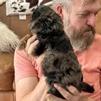 Mini Doodle Girl * 1, a female Miniature Aussiedoodle for sale in Tulsa, OK – Photo 4 of 4