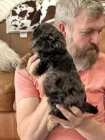 Mini Doodle Girl * 1, a female Miniature Aussiedoodle for sale in Tulsa, OK – Photo 4 of 4