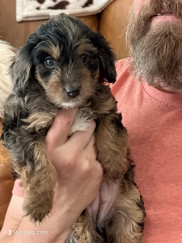 Mini Doodle Girl * 1