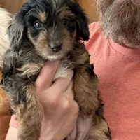 Mini Doodle Girl * 1, a female Miniature Aussiedoodle for sale in Tulsa, OK – Photo 1 of 4