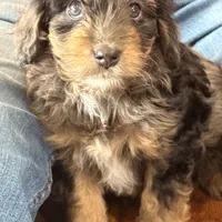 Mini Doodle Girl * 1, a female Miniature Aussiedoodle for sale in Tulsa, OK – Photo 3 of 4