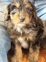 Mini Doodle Girl * 1, a female Miniature Aussiedoodle for sale in Tulsa, OK – Photo 3 of 4