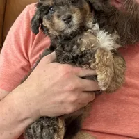 Mini Doodle Girl * 1, a female Miniature Aussiedoodle for sale in Tulsa, OK – Photo 2 of 4