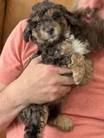 Mini Doodle Girl * 1, a female Miniature Aussiedoodle for sale in Tulsa, OK – Photo 2 of 4