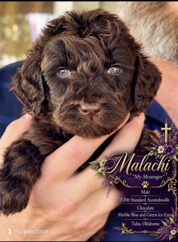 Deep Dark Chocolate male F2bb  – Goldendoodle, Poodle - Standard  puppy for sale in Tulsa, OK