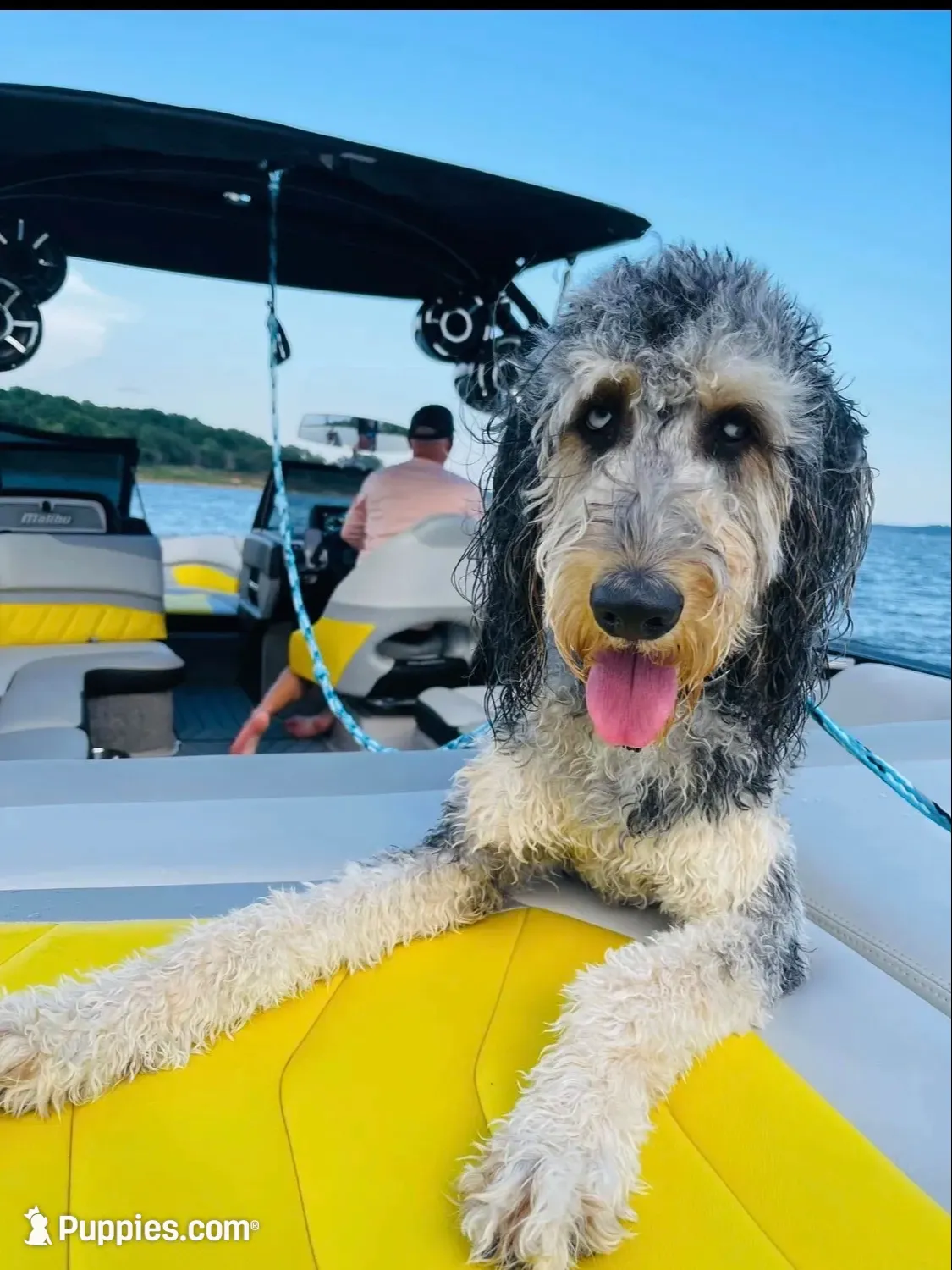Beautiful Red F2bb DoodleSo SWeet- W@W, a female Aussiedoodle and Poodle - Standard  for sale in Tulsa, OK – 9 of 10